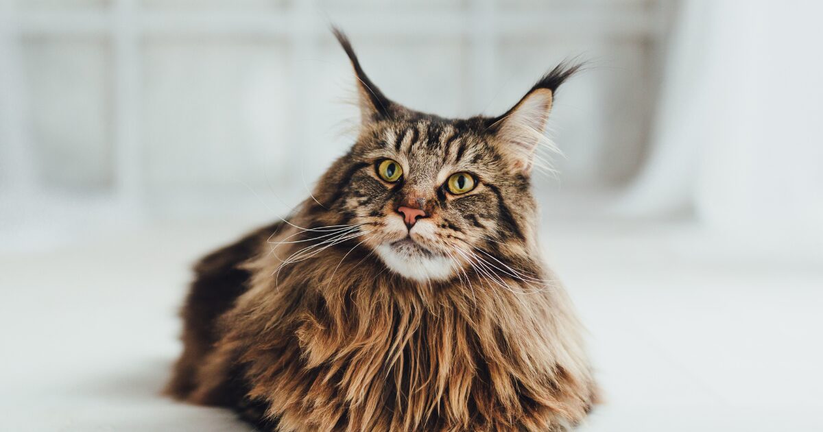 メインクーン子猫